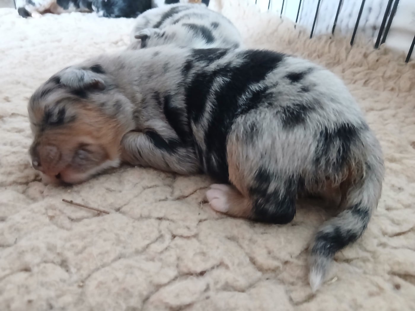 Chiot N°4