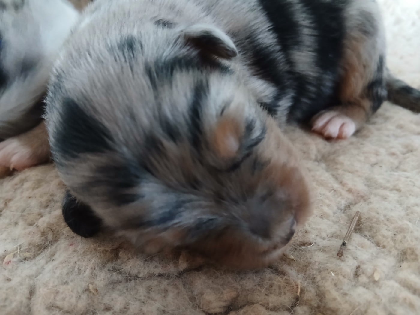 Chiot N°4