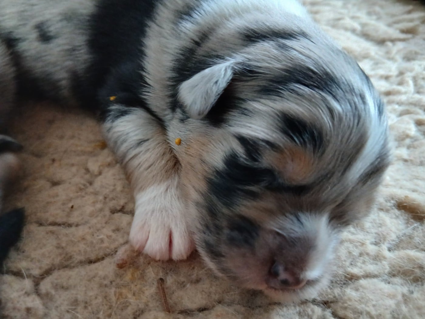 Chiot N°2