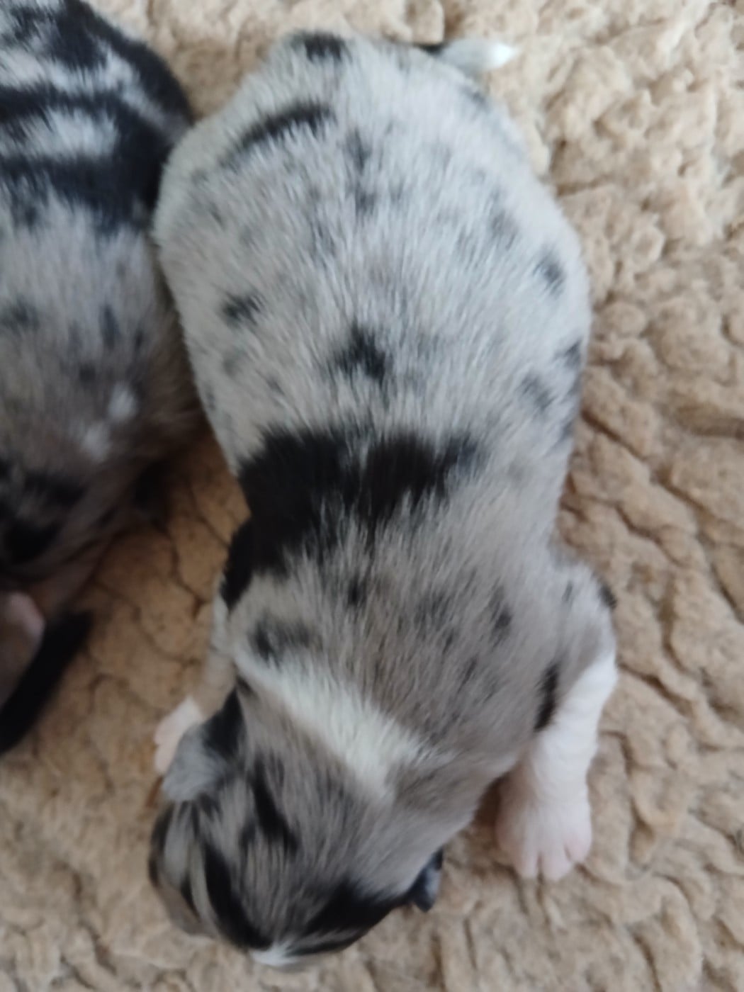 Chiot N°2