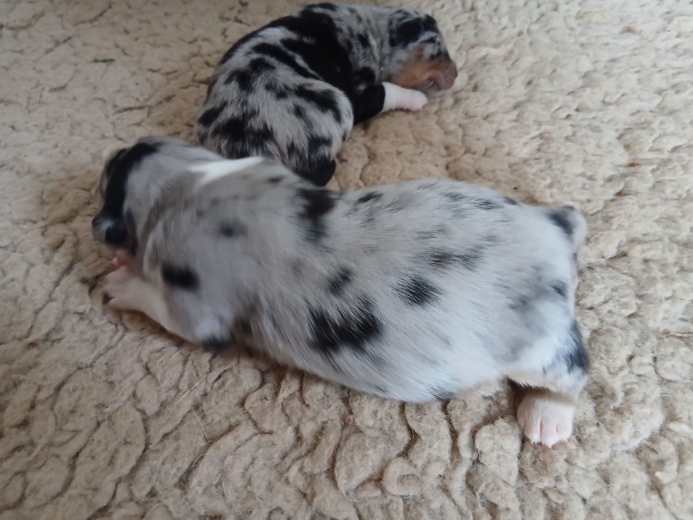 Chiot N°2