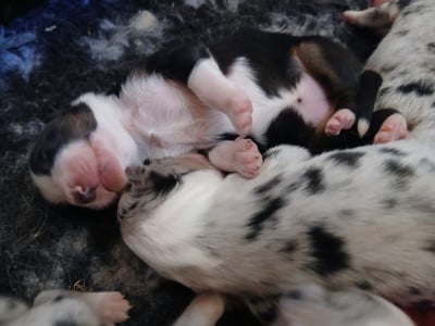 Les chiots de Berger Australien