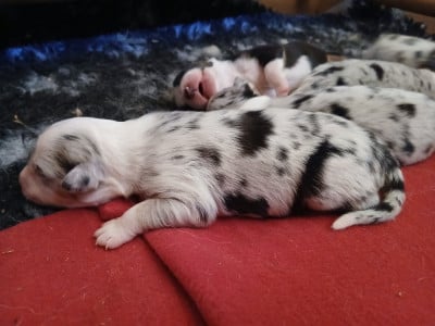 Les chiots de Berger Australien