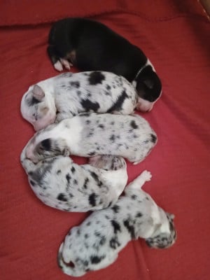 Les chiots de Berger Australien