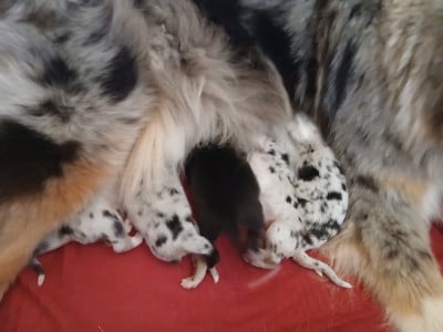 Les chiots de Berger Australien