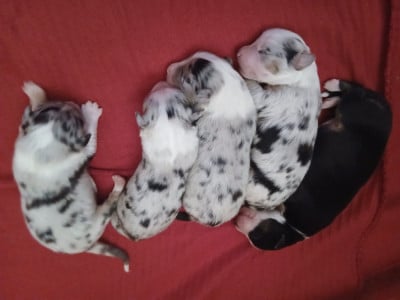 Les chiots de Berger Australien