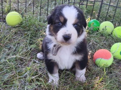 Les chiots de Berger Australien