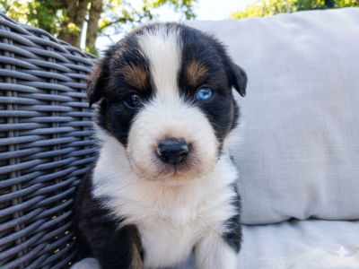 Les chiots de Berger Australien