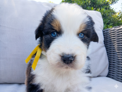 Les chiots de Berger Australien