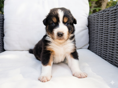 Les chiots de Berger Australien