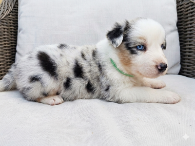 Les chiots de Berger Australien
