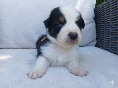 Les chiots de Berger Australien