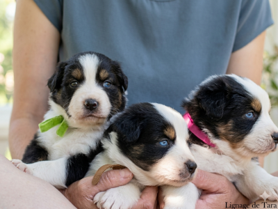 Les chiots de Berger Australien