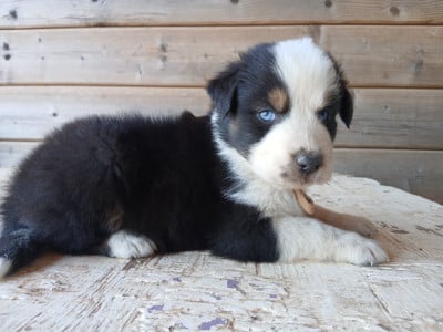 Les chiots de Berger Australien