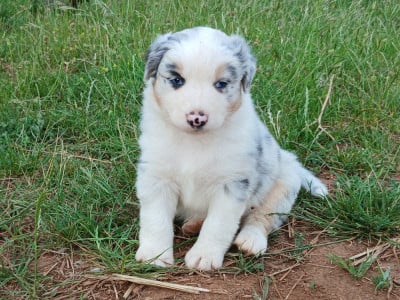 Les chiots de Berger Australien