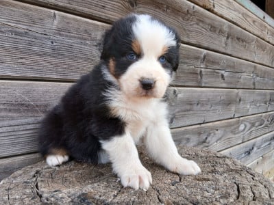 Les chiots de Berger Australien