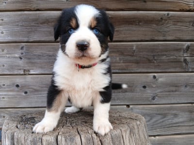 Les chiots de Berger Australien