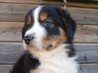 Les chiots de Berger Australien