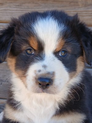 Les chiots de Berger Australien