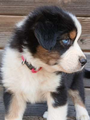Les chiots de Berger Australien