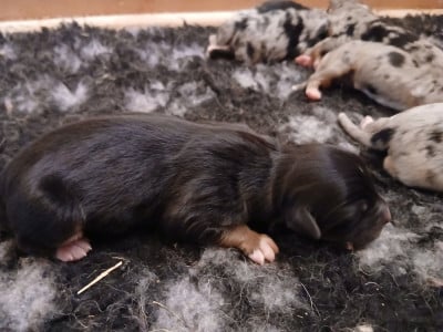 Les chiots de Berger Australien