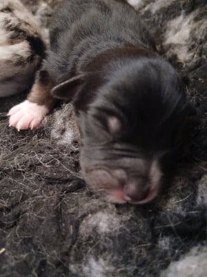 Les chiots de Berger Australien