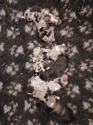 Les chiots de Berger Australien
