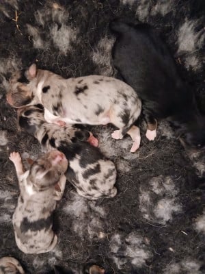 Les chiots de Berger Australien