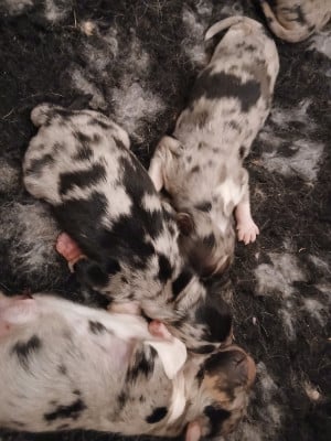 Les chiots de Berger Australien