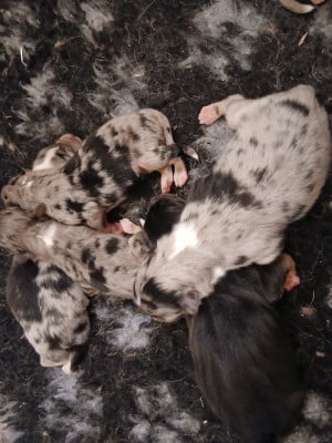 Les chiots de Berger Australien