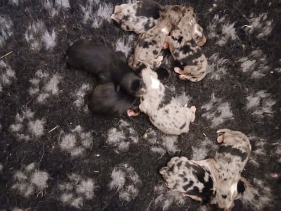 Les chiots de Berger Australien