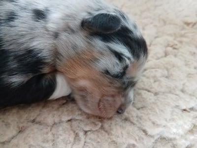 Les chiots de Berger Australien