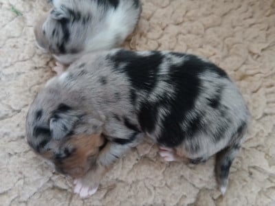 Les chiots de Berger Australien