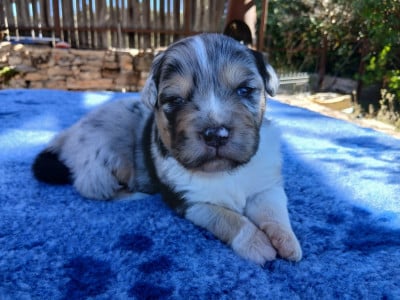 Les chiots de Berger Australien