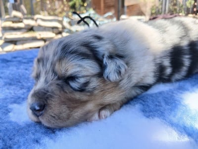 Les chiots de Berger Australien