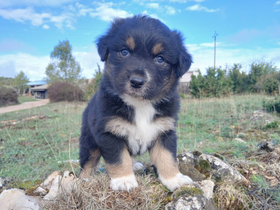 Les chiots de Berger Australien