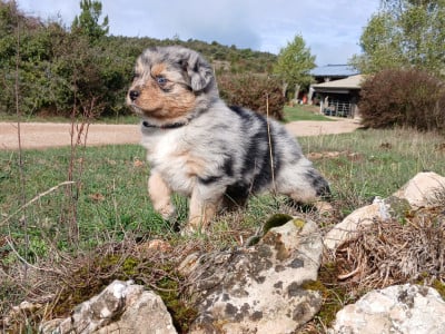 Les chiots de Berger Australien