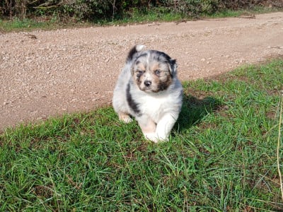 Les chiots de Berger Australien