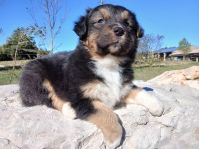 Les chiots de Berger Australien