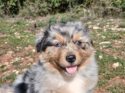 Les chiots de Berger Australien