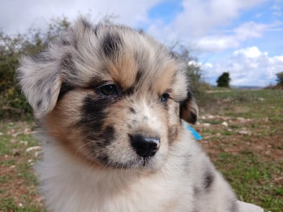 Les chiots de Berger Australien