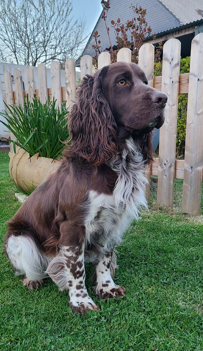 TR. CH. Ul'tra speed Des Contrees Du Mont Salin