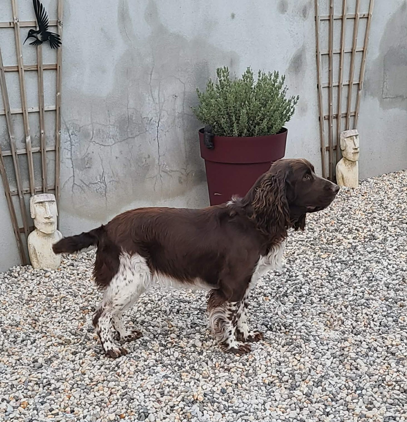 TR. CH. Ul'tra speed Des Contrees Du Mont Salin