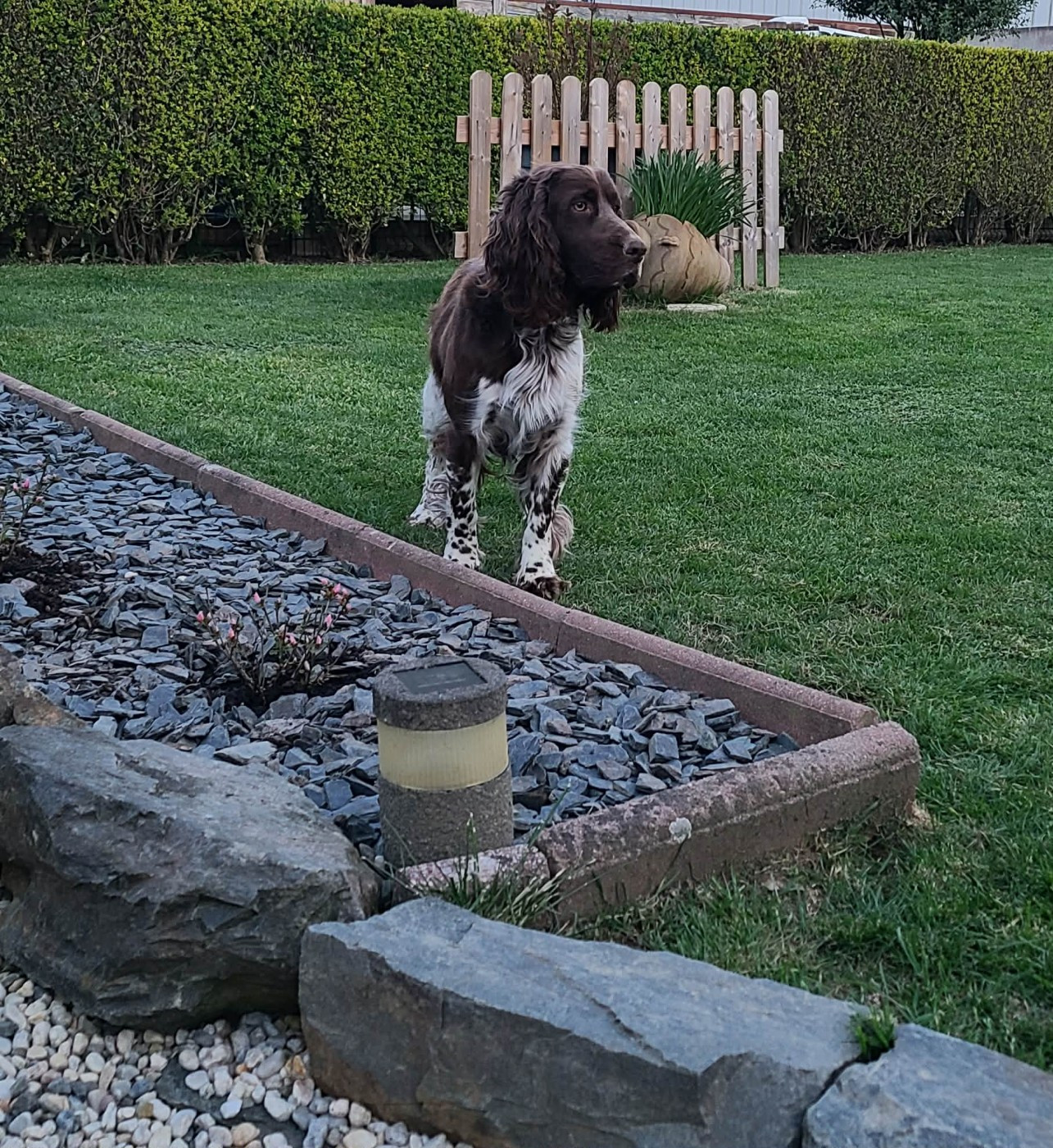 TR. CH. Ul'tra speed Des Contrees Du Mont Salin