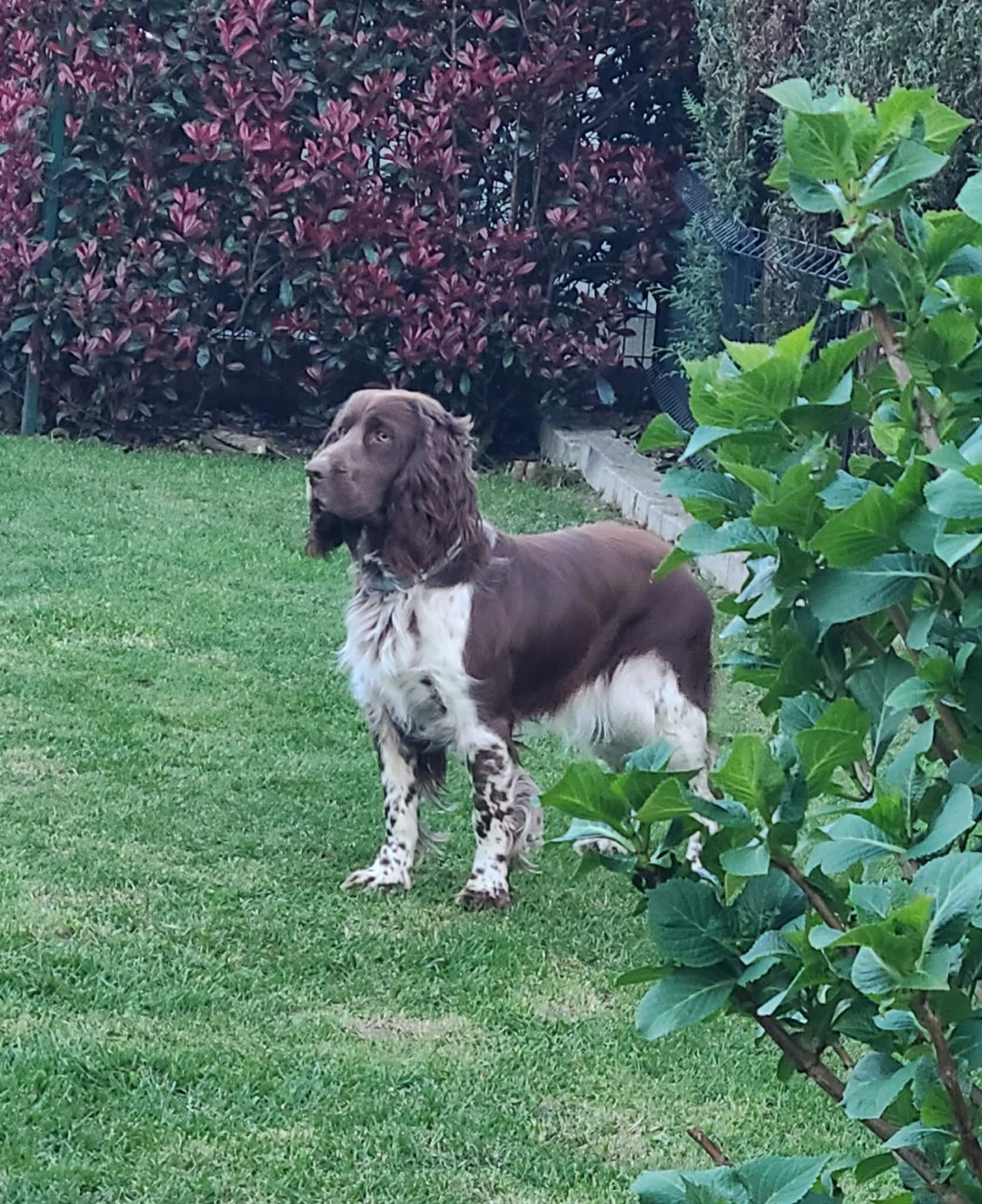 TR. CH. Ul'tra speed Des Contrees Du Mont Salin