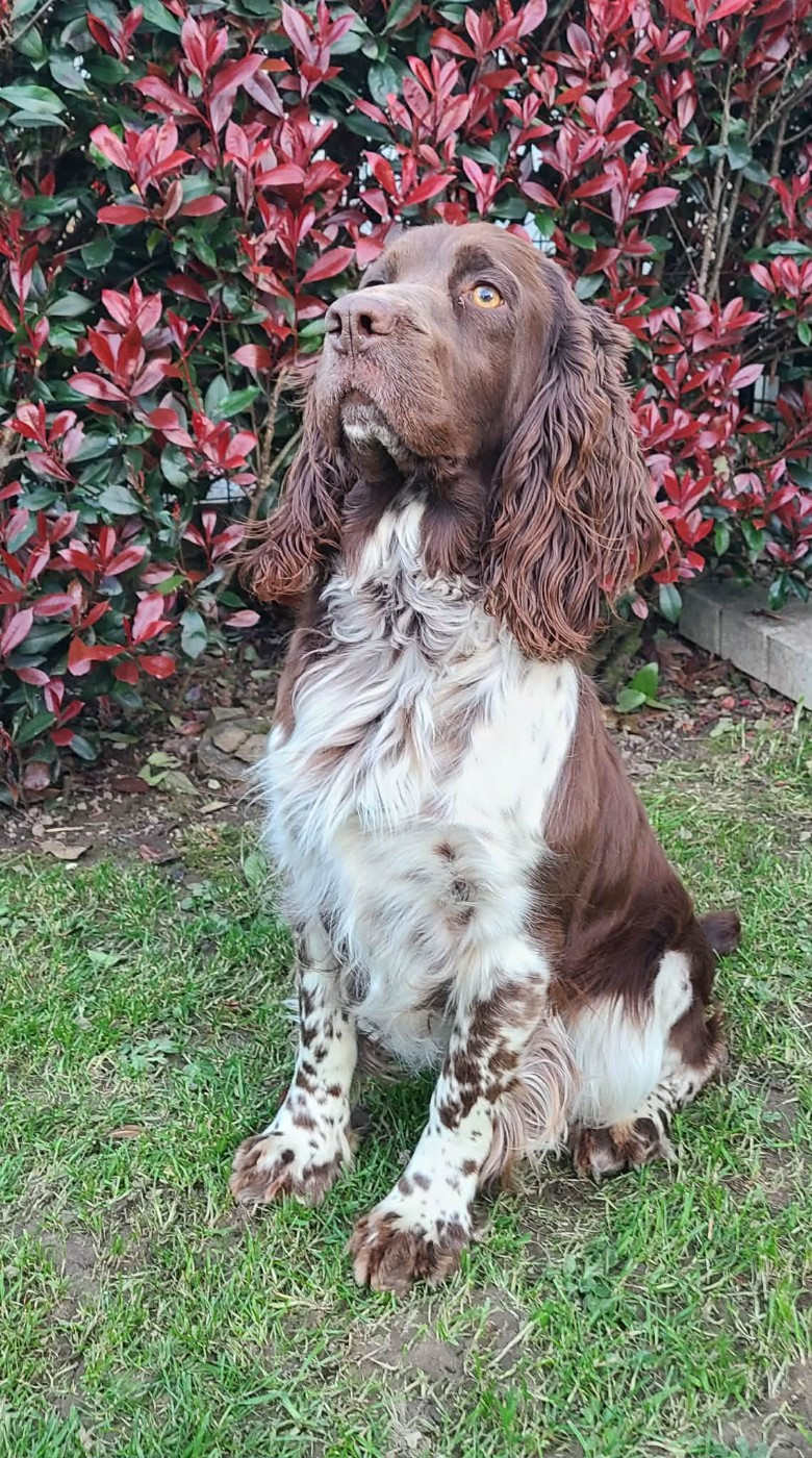 TR. CH. Ul'tra speed Des Contrees Du Mont Salin