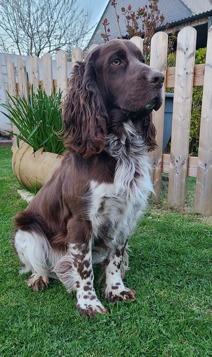 TR. CH. Ul'tra speed Des Contrees Du Mont Salin