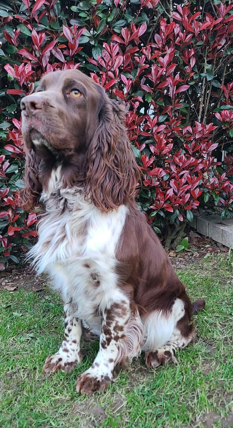 TR. CH. Ul'tra speed Des Contrees Du Mont Salin