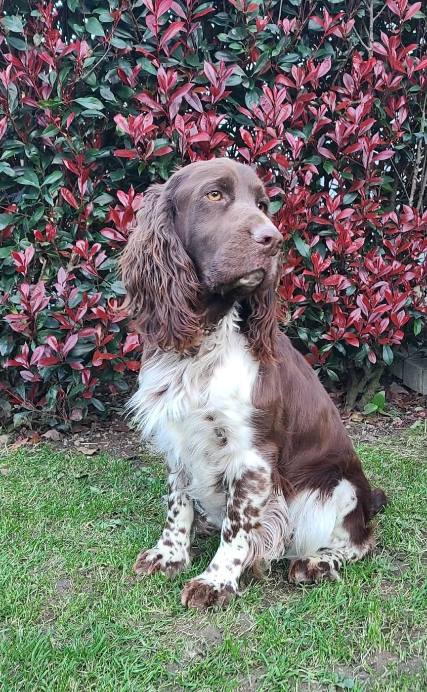 TR. CH. Ul'tra speed Des Contrees Du Mont Salin