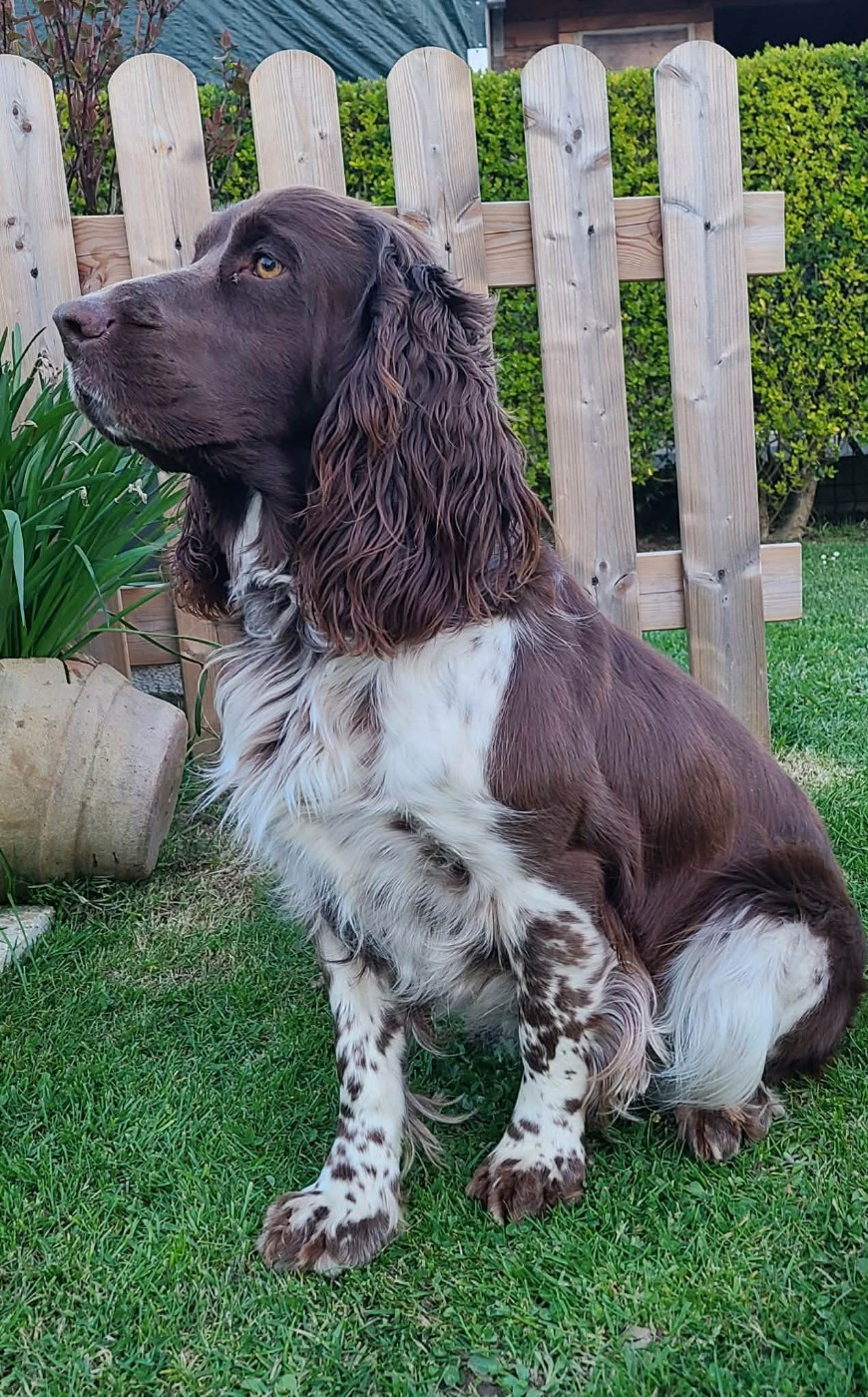 TR. CH. Ul'tra speed Des Contrees Du Mont Salin